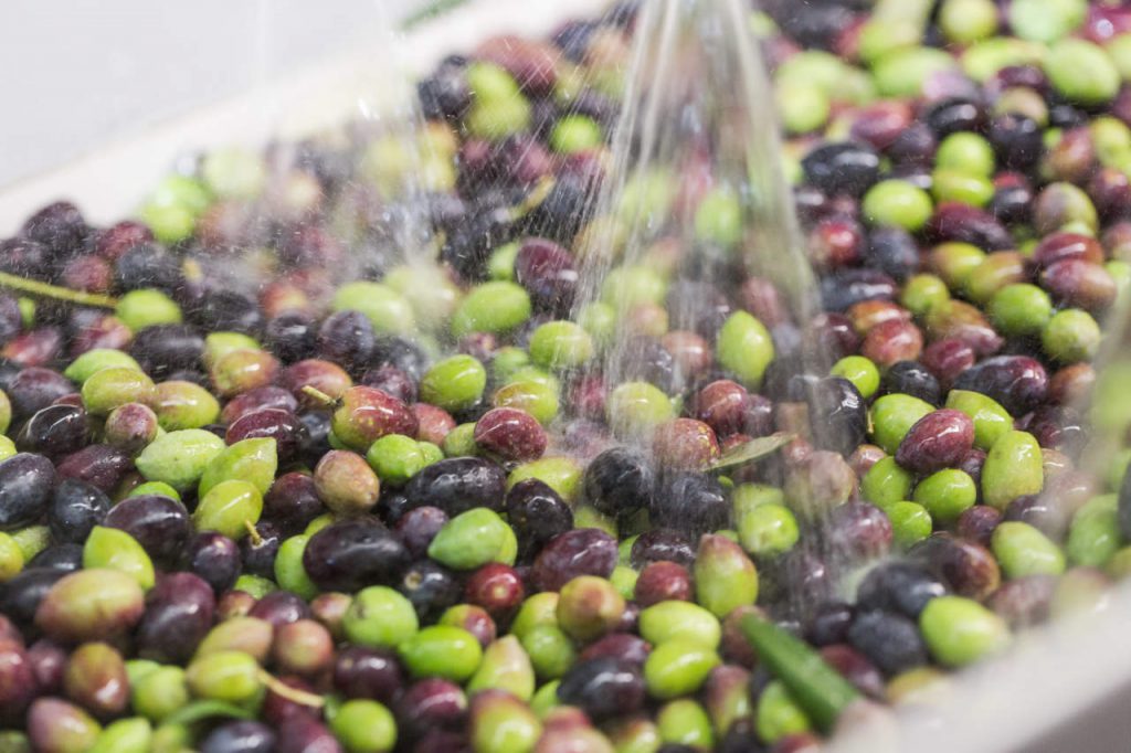 il lavaggio delle olive