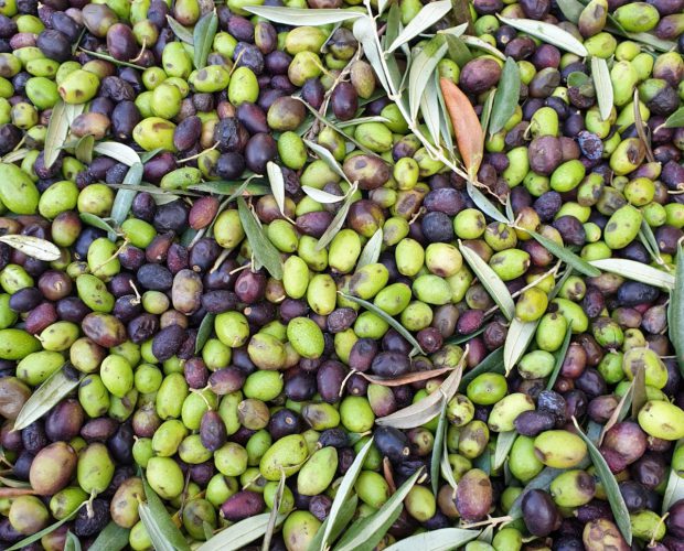 olive pendolino